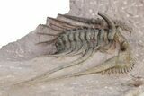 Kettneraspis Trilobite With Long Occipital - Lghaft, Morocco #254099-3